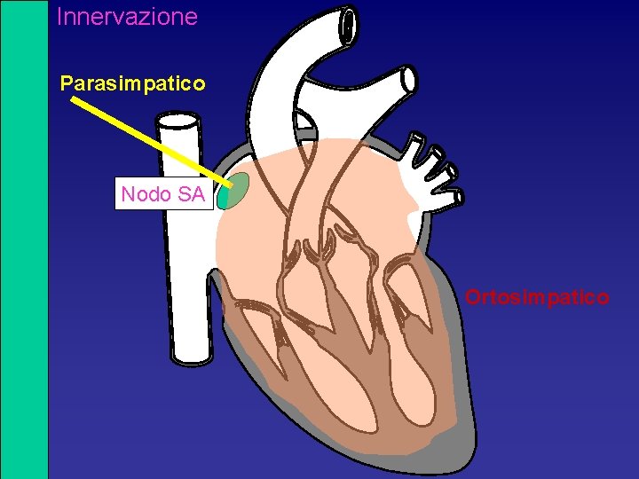 Innervazione Parasimpatico Nodo SA Ortosimpatico 