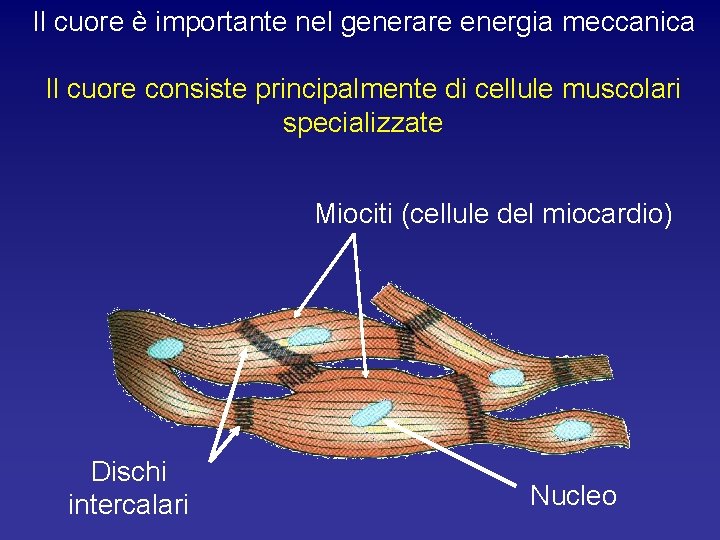 Il cuore è importante nel generare energia meccanica Il cuore consiste principalmente di cellule