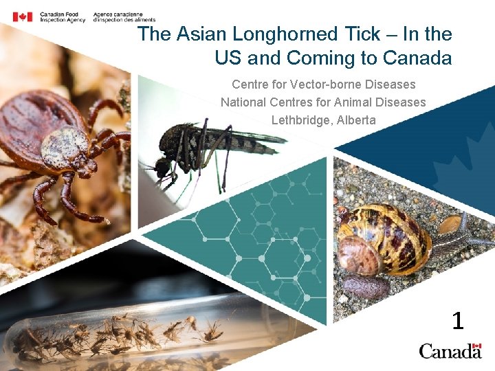 The Asian Longhorned Tick – In the US and Coming to Canada Centre for