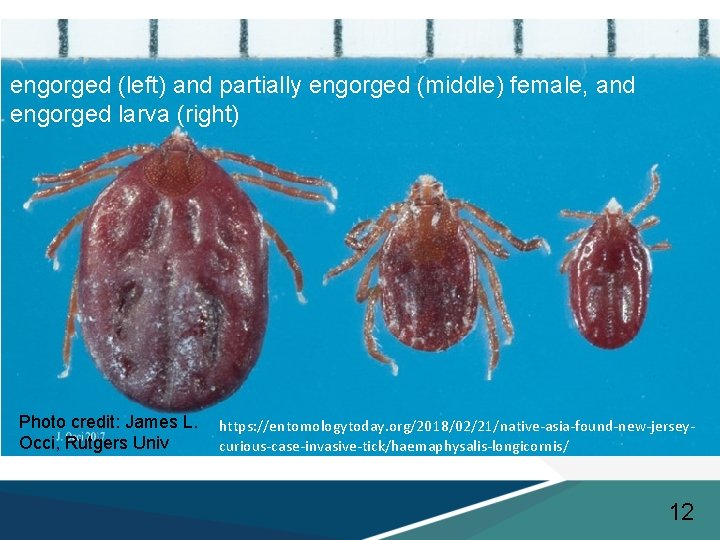 engorged (left) and partially engorged (middle) female, and engorged larva (right) Photo credit: James