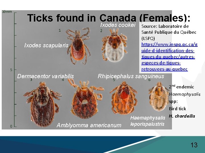 Ticks found in Canada (Females): Ixodes cookei Ixodes scapularis Dermacentor variabilis Source: Laboratoire de