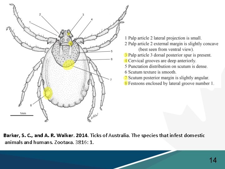 Barker, S. C. , and A. R. Walker. 2014. Ticks of Australia. The species