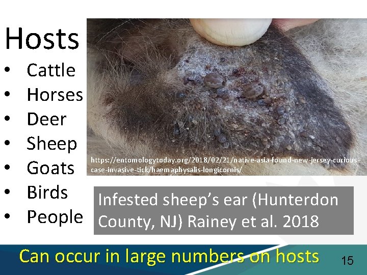 Hosts • • Cattle Horses Deer Sheep Goats Birds Infested sheep’s ear (Hunterdon People