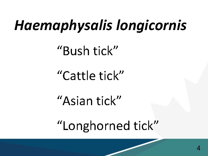 Haemaphysalis longicornis “Bush tick” “Cattle tick” “Asian tick” “Longhorned tick” 4 