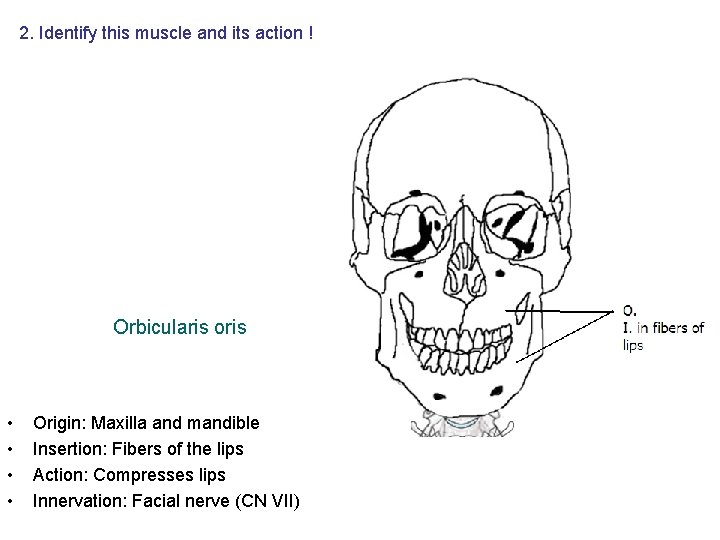 2. Identify this muscle and its action ! Orbicularis oris • • Origin: Maxilla 2. Identify this muscle and its action ! Orbicularis oris • • Origin: Maxilla