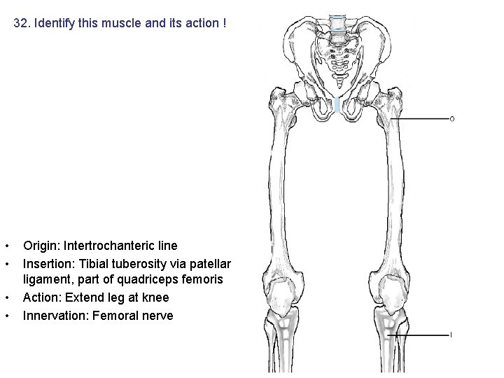 32. Identify this muscle and its action ! • • Origin: Intertrochanteric line Insertion: 32. Identify this muscle and its action ! • • Origin: Intertrochanteric line Insertion: