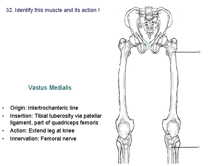 32. Identify this muscle and its action ! Vastus Medialis • • Origin: Intertrochanteric 32. Identify this muscle and its action ! Vastus Medialis • • Origin: Intertrochanteric