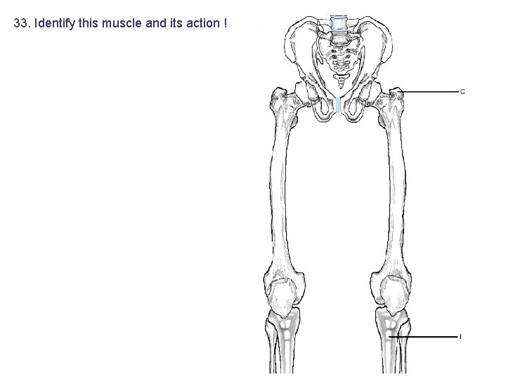 33. Identify this muscle and its action ! 33. Identify this muscle and its action !