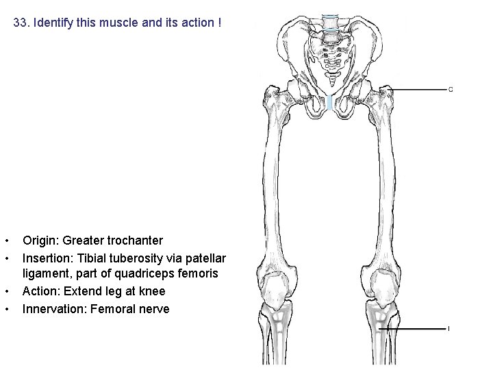33. Identify this muscle and its action ! • • Origin: Greater trochanter Insertion: 33. Identify this muscle and its action ! • • Origin: Greater trochanter Insertion: