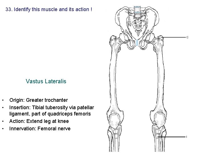 33. Identify this muscle and its action ! Vastus Lateralis • • Origin: Greater 33. Identify this muscle and its action ! Vastus Lateralis • • Origin: Greater