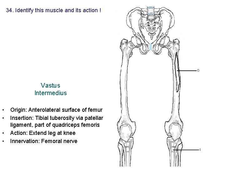 34. Identify this muscle and its action ! Vastus Intermedius • • Origin: Anterolateral 34. Identify this muscle and its action ! Vastus Intermedius • • Origin: Anterolateral