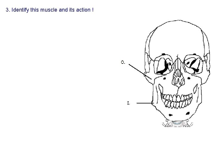 3. Identify this muscle and its action ! 3. Identify this muscle and its action !