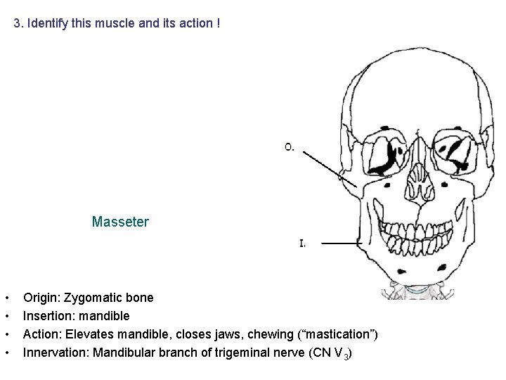 3. Identify this muscle and its action ! Masseter • • Origin: Zygomatic bone 3. Identify this muscle and its action ! Masseter • • Origin: Zygomatic bone