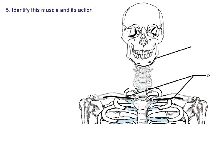 5. Identify this muscle and its action ! 5. Identify this muscle and its action !