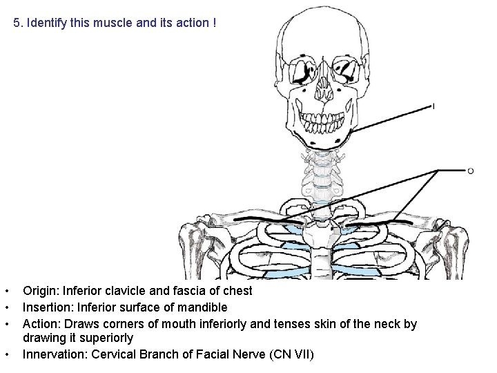 5. Identify this muscle and its action ! • • Origin: Inferior clavicle and 5. Identify this muscle and its action ! • • Origin: Inferior clavicle and