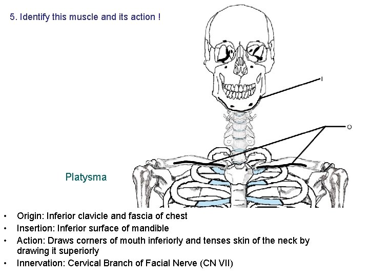 5. Identify this muscle and its action ! Platysma • • Origin: Inferior clavicle 5. Identify this muscle and its action ! Platysma • • Origin: Inferior clavicle