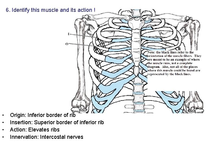 6. Identify this muscle and its action ! • • Origin: Inferior border of 6. Identify this muscle and its action ! • • Origin: Inferior border of