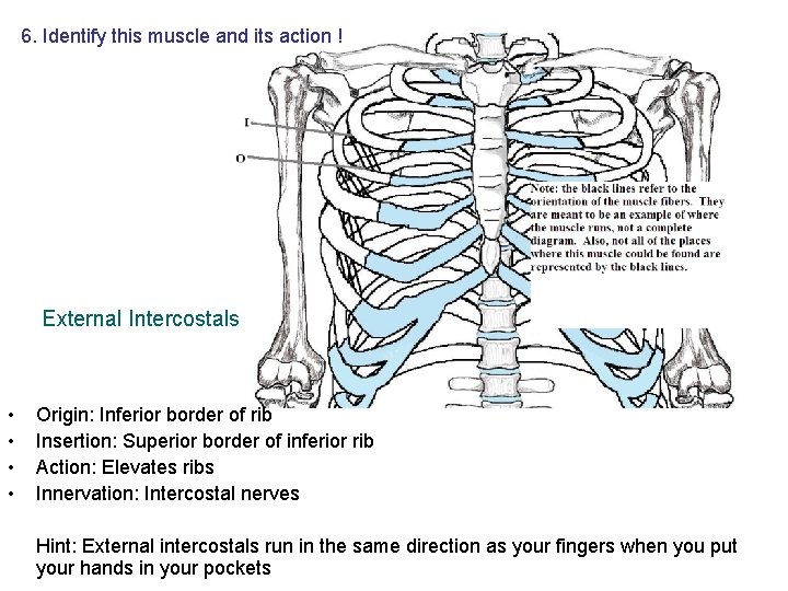 6. Identify this muscle and its action ! External Intercostals • • Origin: Inferior 6. Identify this muscle and its action ! External Intercostals • • Origin: Inferior