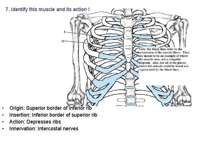 7. Identify this muscle and its action ! • • Origin: Superior border of 7. Identify this muscle and its action ! • • Origin: Superior border of