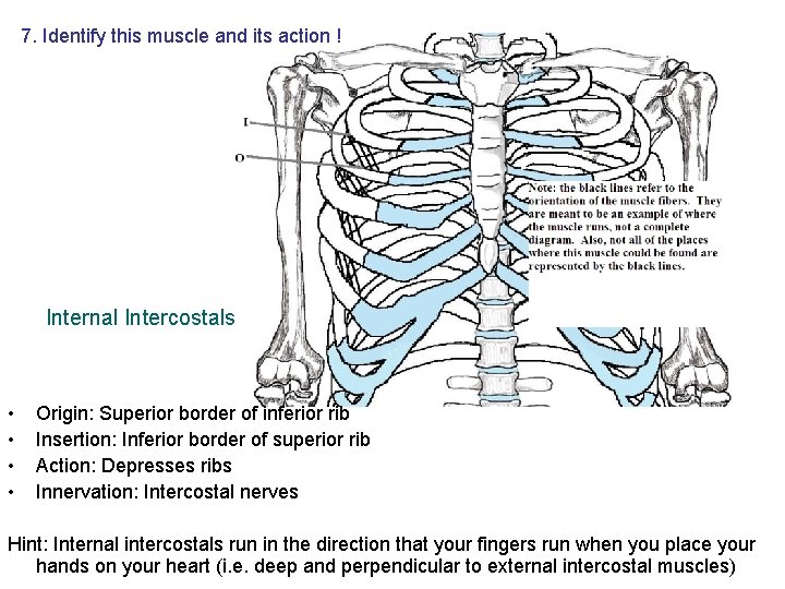 7. Identify this muscle and its action ! Internal Intercostals • • Origin: Superior 7. Identify this muscle and its action ! Internal Intercostals • • Origin: Superior