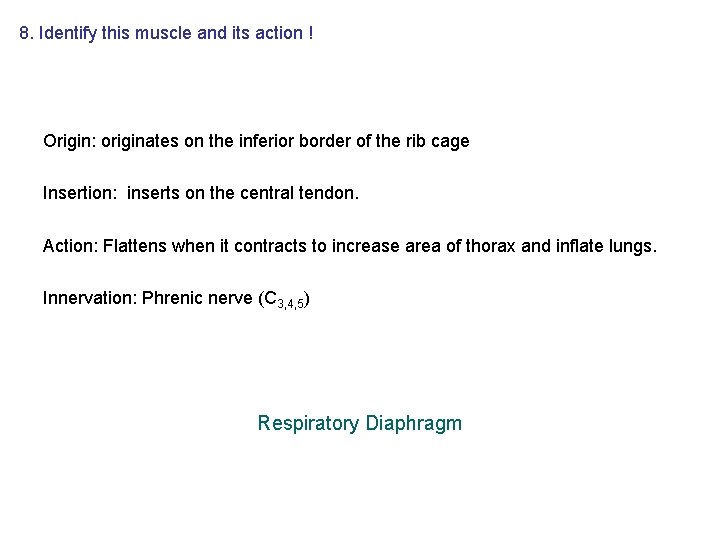 8. Identify this muscle and its action ! Origin: originates on the inferior border 8. Identify this muscle and its action ! Origin: originates on the inferior border