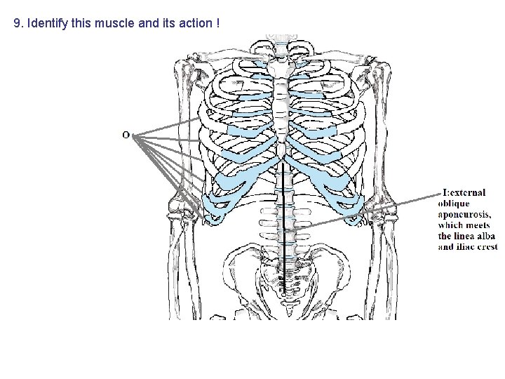 9. Identify this muscle and its action ! 9. Identify this muscle and its action !