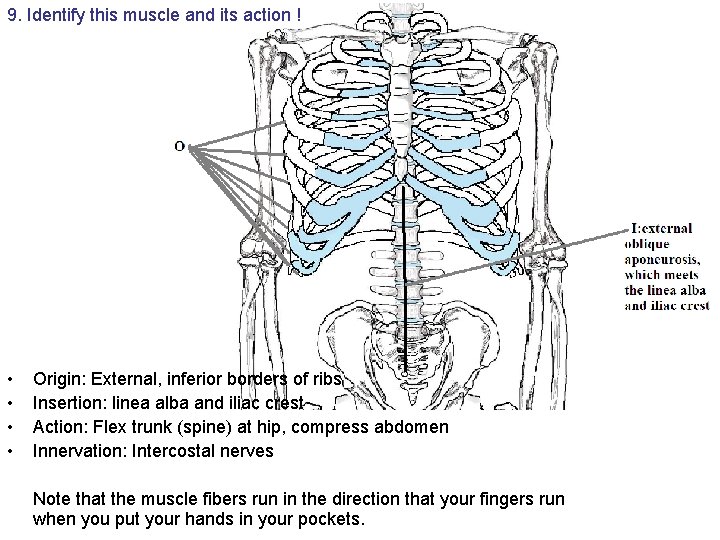 9. Identify this muscle and its action ! • • Origin: External, inferior borders 9. Identify this muscle and its action ! • • Origin: External, inferior borders