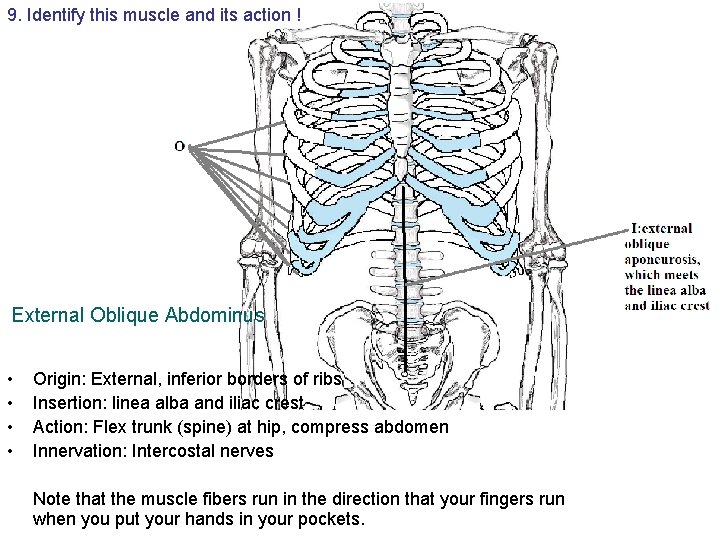 9. Identify this muscle and its action ! External Oblique Abdominus • • Origin: 9. Identify this muscle and its action ! External Oblique Abdominus • • Origin: