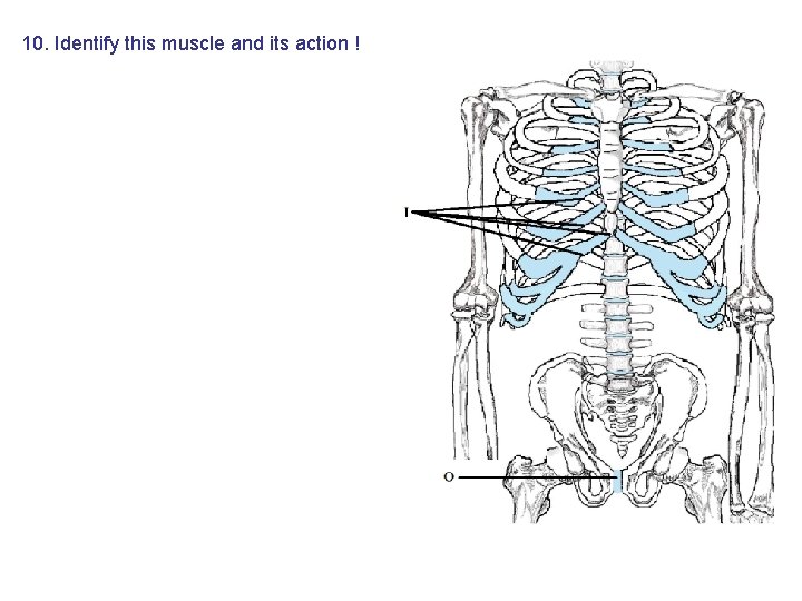 10. Identify this muscle and its action ! 10. Identify this muscle and its action !