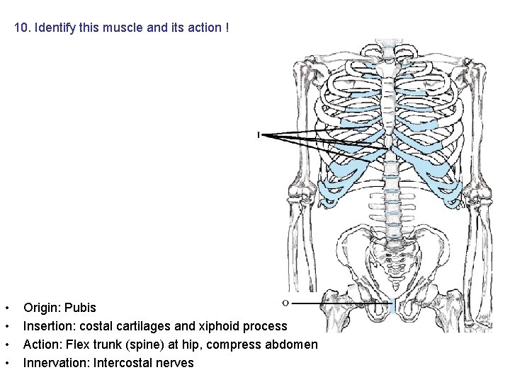 10. Identify this muscle and its action ! • • Origin: Pubis Insertion: costal 10. Identify this muscle and its action ! • • Origin: Pubis Insertion: costal