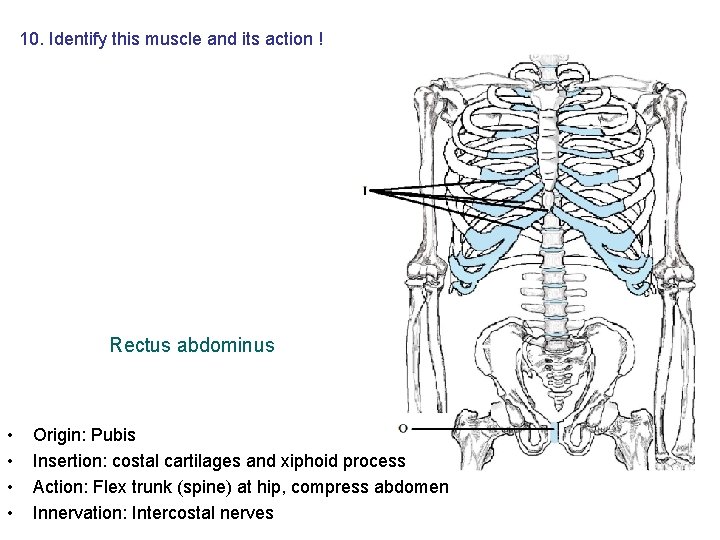 10. Identify this muscle and its action ! Rectus abdominus • • Origin: Pubis 10. Identify this muscle and its action ! Rectus abdominus • • Origin: Pubis