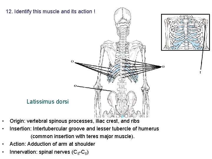 12. Identify this muscle and its action ! Latissimus dorsi • • Origin: vertebral 12. Identify this muscle and its action ! Latissimus dorsi • • Origin: vertebral