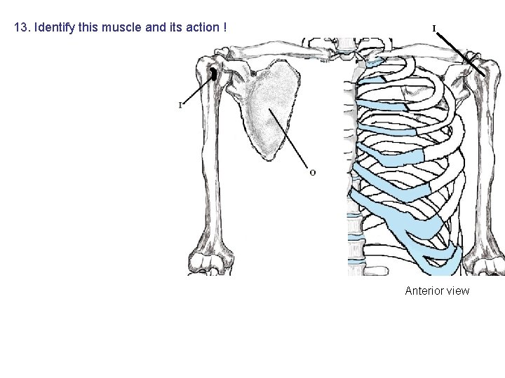 13. Identify this muscle and its action ! I Anterior view 13. Identify this muscle and its action ! I Anterior view
