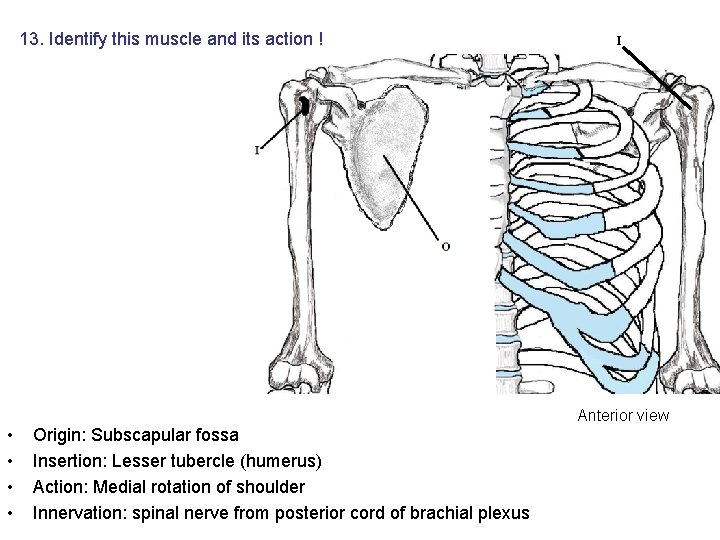 13. Identify this muscle and its action ! • • Origin: Subscapular fossa Insertion: 13. Identify this muscle and its action ! • • Origin: Subscapular fossa Insertion: