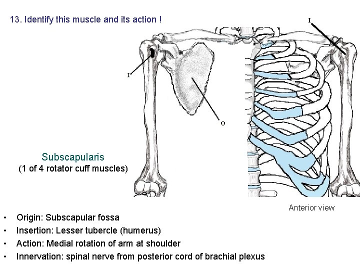 13. Identify this muscle and its action ! I Subscapularis (1 of 4 rotator 13. Identify this muscle and its action ! I Subscapularis (1 of 4 rotator