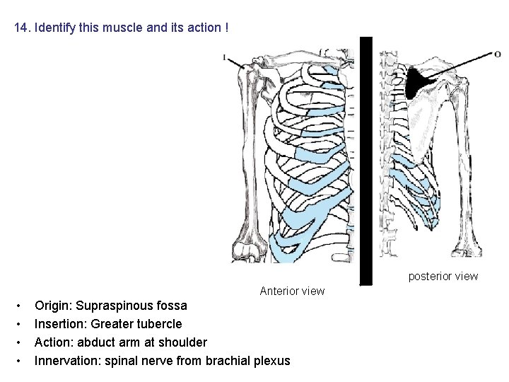 14. Identify this muscle and its action ! posterior view Anterior view • • 14. Identify this muscle and its action ! posterior view Anterior view • •