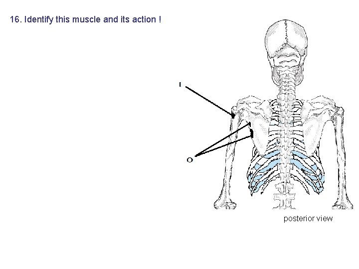 16. Identify this muscle and its action ! posterior view 16. Identify this muscle and its action ! posterior view