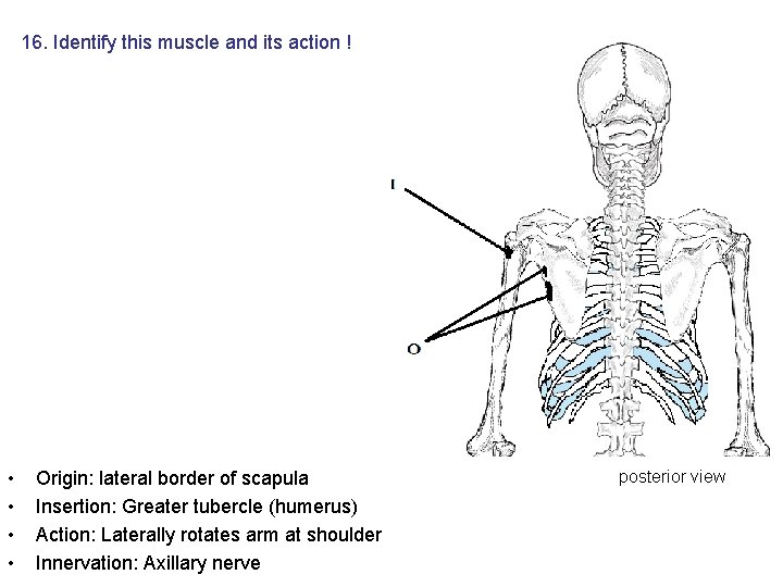 16. Identify this muscle and its action ! • • Origin: lateral border of 16. Identify this muscle and its action ! • • Origin: lateral border of