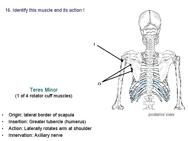 16. Identify this muscle and its action ! Teres Minor (1 of 4 rotator 16. Identify this muscle and its action ! Teres Minor (1 of 4 rotator