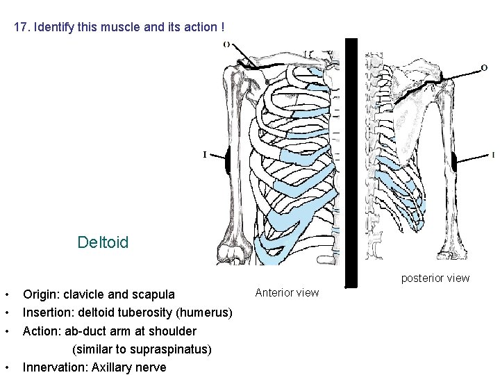 17. Identify this muscle and its action ! Deltoid posterior view • • Origin: 17. Identify this muscle and its action ! Deltoid posterior view • • Origin: