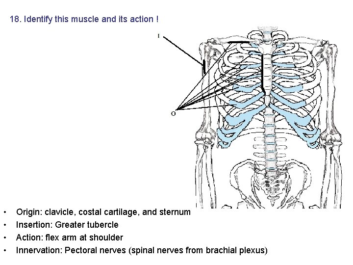 18. Identify this muscle and its action ! • • Origin: clavicle, costal cartilage, 18. Identify this muscle and its action ! • • Origin: clavicle, costal cartilage,
