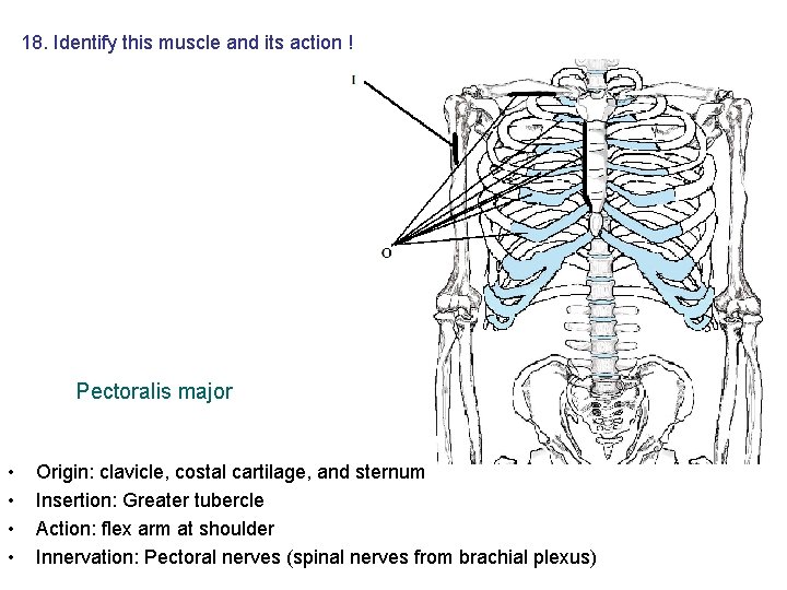 18. Identify this muscle and its action ! Pectoralis major • • Origin: clavicle, 18. Identify this muscle and its action ! Pectoralis major • • Origin: clavicle,