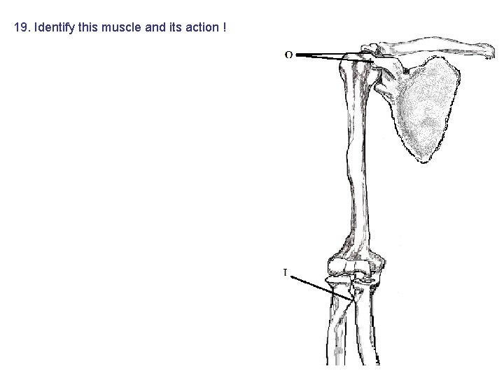 19. Identify this muscle and its action ! 19. Identify this muscle and its action !