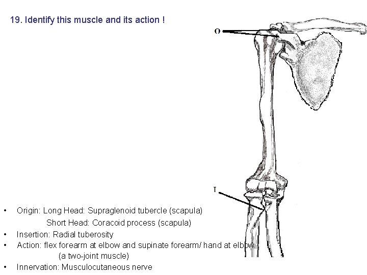 19. Identify this muscle and its action ! • • Origin: Long Head: Supraglenoid 19. Identify this muscle and its action ! • • Origin: Long Head: Supraglenoid
