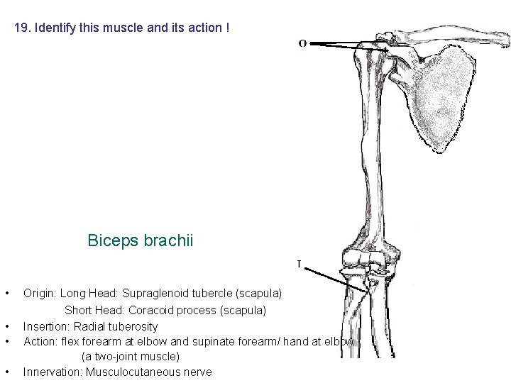 19. Identify this muscle and its action ! Biceps brachii • • Origin: Long 19. Identify this muscle and its action ! Biceps brachii • • Origin: Long