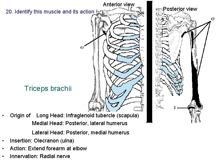 Anterior view 20. Identify this muscle and its action ! Triceps brachii • Origin Anterior view 20. Identify this muscle and its action ! Triceps brachii • Origin