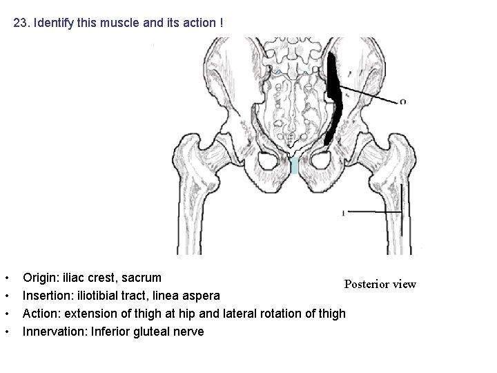 23. Identify this muscle and its action ! • • Origin: iliac crest, sacrum 23. Identify this muscle and its action ! • • Origin: iliac crest, sacrum