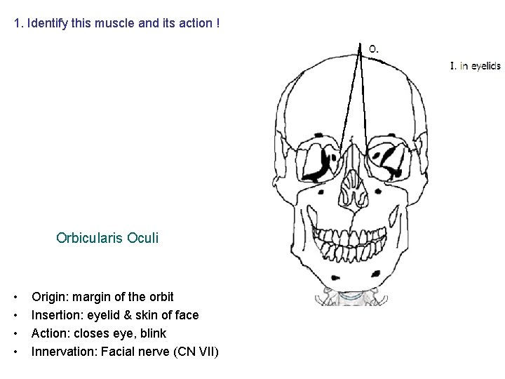 1. Identify this muscle and its action ! Orbicularis Oculi • • Origin: margin 1. Identify this muscle and its action ! Orbicularis Oculi • • Origin: margin