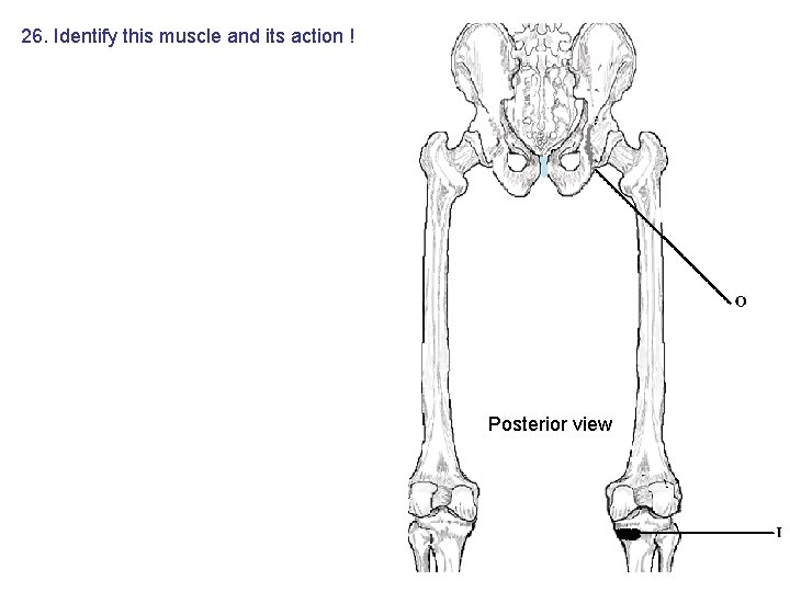 26. Identify this muscle and its action ! Posterior view 26. Identify this muscle and its action ! Posterior view