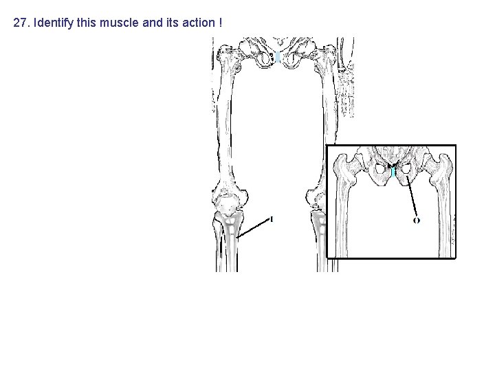 27. Identify this muscle and its action ! 27. Identify this muscle and its action !